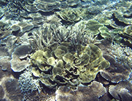 海底のサンゴ礁